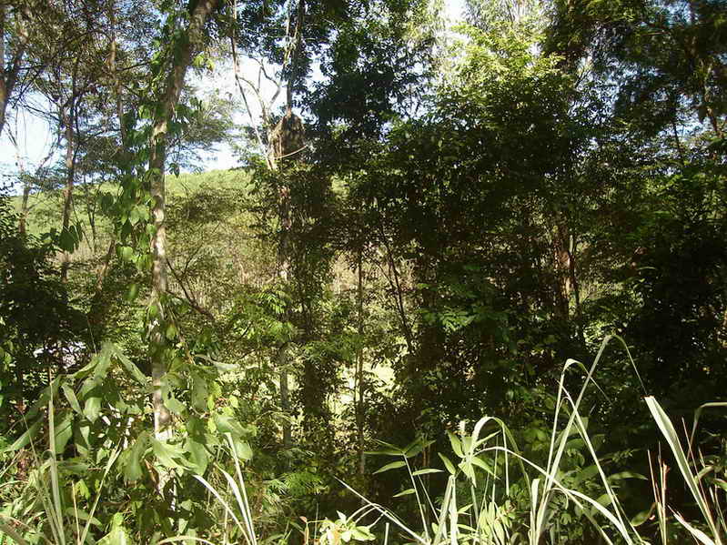 Lote no Ipaba